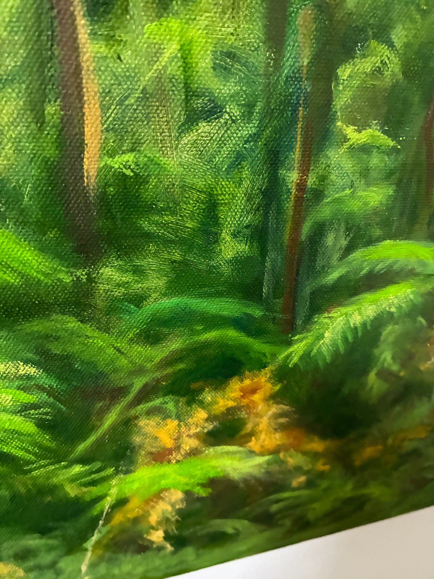 Yarra Ranges Forest, Victoria