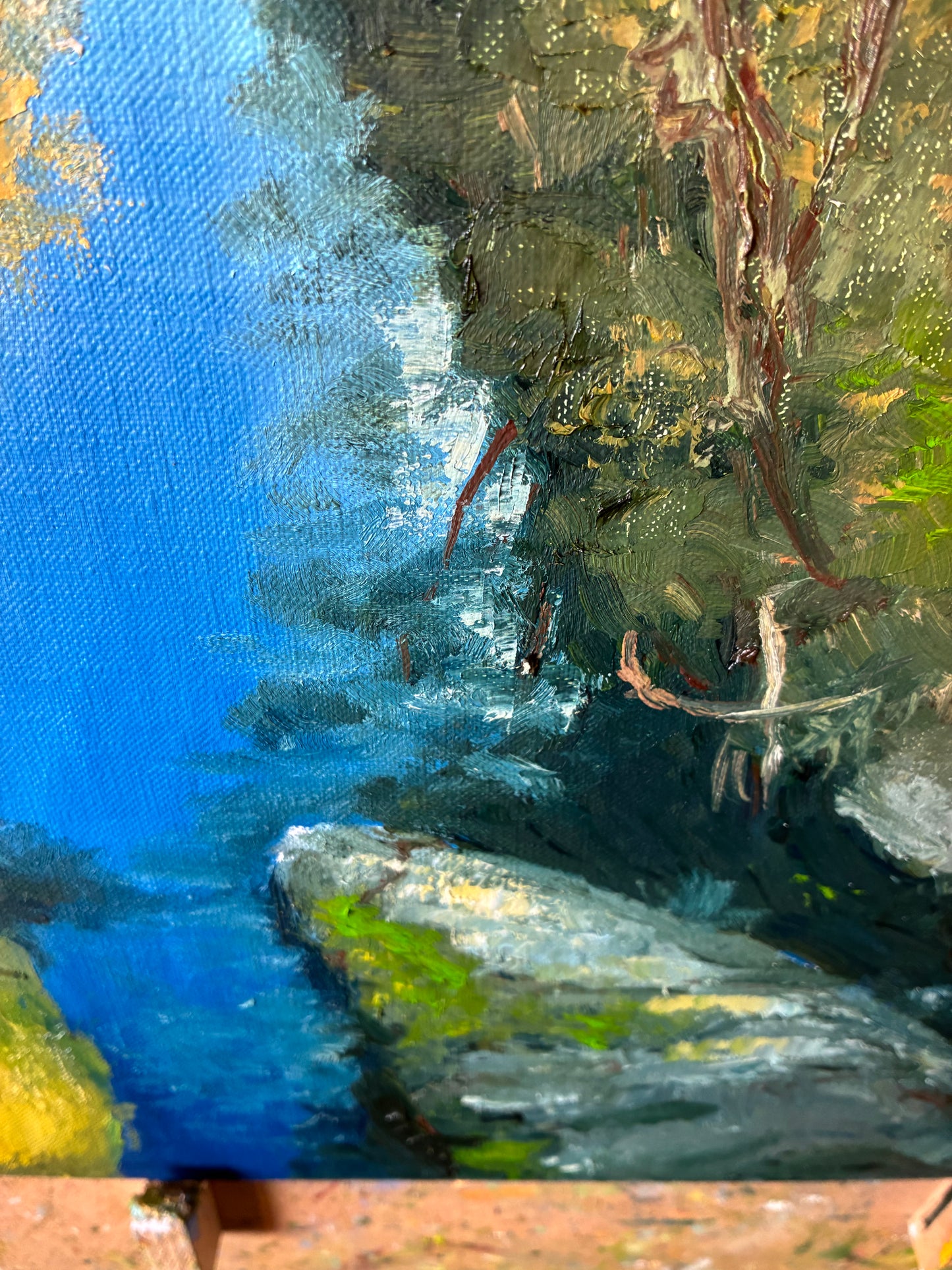 Wattle Blossom over Darebin Creek