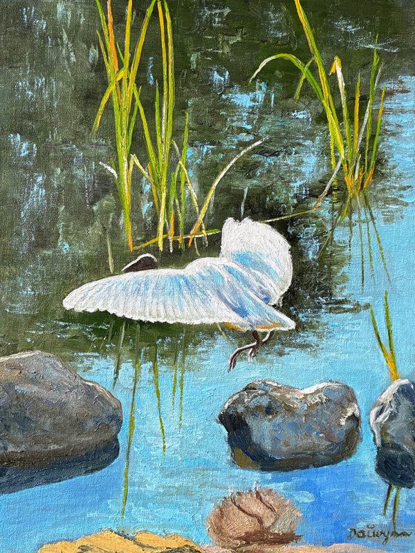 White Ibis in Flight