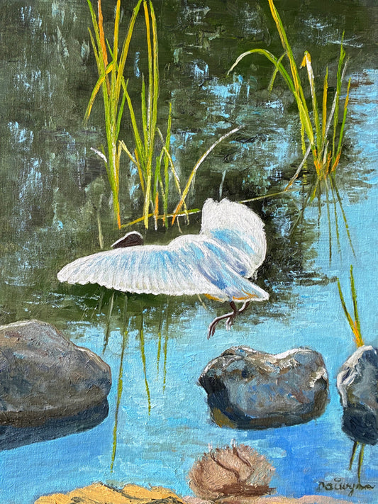 White Ibis in Flight