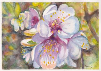 Apple Blossom Aquarelle