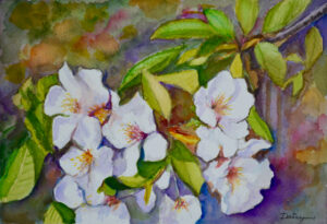 Blossoms in Spring
