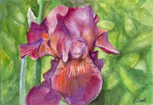 Iris