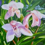 Three Pink Cymbidium Orchids