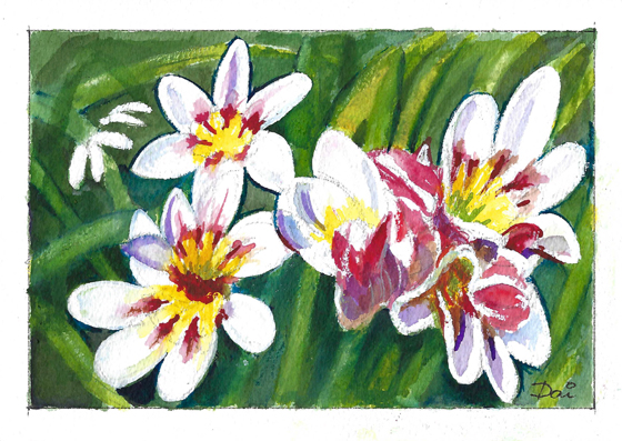 Freesias Greeting Card