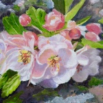 Apple Blossoms Spring 2020