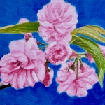 Cherry Blossoms Spring 2020