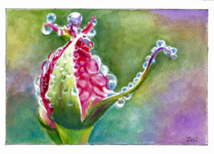 Dewdrops on a rosebud