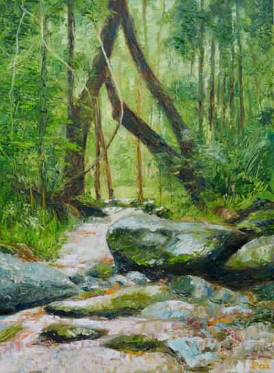 Mossman Rain Forest FNQ