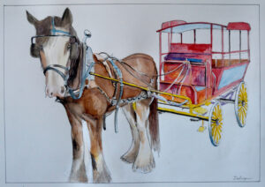 Clydesdale Coach Colour