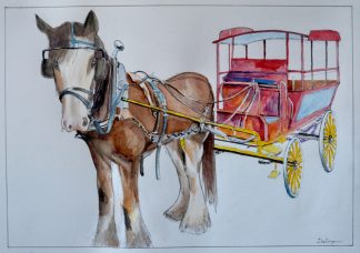Clydesdale Coach Colour