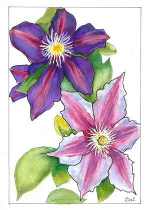 Two clematis flowers 2022