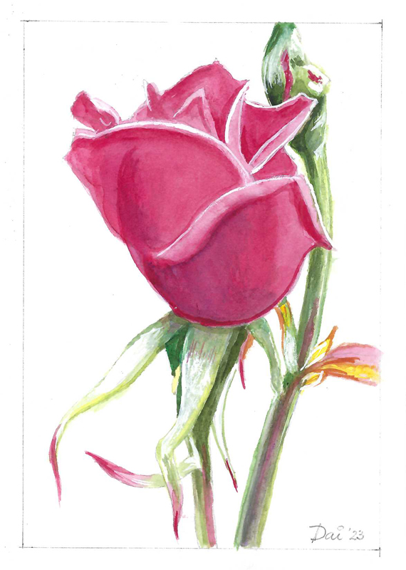 Bright Pink Valentine Rose