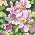 Anemones in Spring 2023