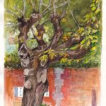 Gnarled Tree Asolo Italy