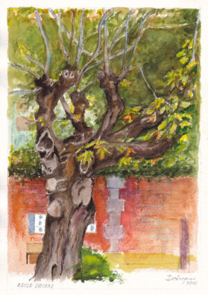 Asolo Piazza Tree