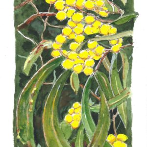 Wattle Blossom Greeting Card
