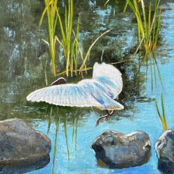 Australian White Ibis in Flight