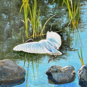 Australian White Ibis in Flight