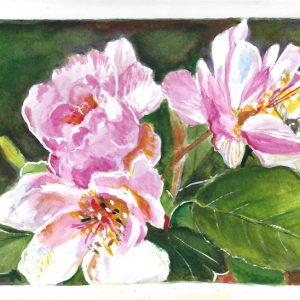 Crab Apple Blossom 2025