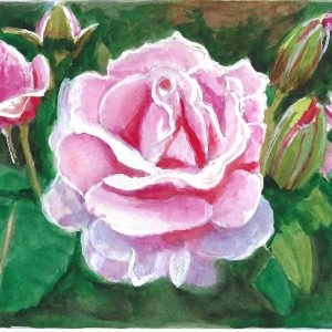 Pink Anniversary Rose 2025
