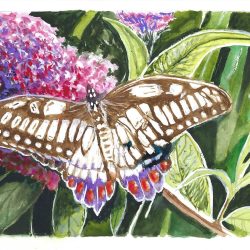 SOLD<br>21 cm X 14.9 cm X 0.1 cm<br>Watercolours on 300gsm Arches paper. Butterfly and Flower