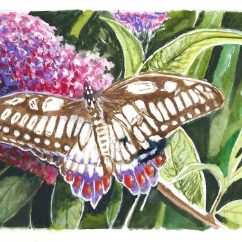 SOLD<br>21 cm X 14.9 cm X 0.1 cm<br>Watercolours on 300gsm Arches paper. Butterfly and Flower