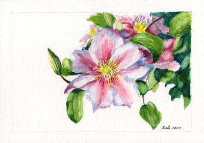 Clematis SOLD